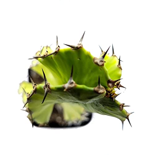 Variegated Euphorbia Ammak Cactus Live Succulent "About 10" To 12" Tall In 4" Pot (Ships From Malibu Tropical Nursery In California) #TOP2