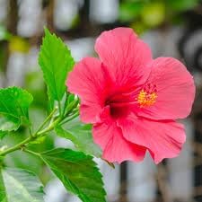 Miniatura 4 de 5 arbustos de hibisco rojo Lucy Rose of Sharon (Althea) - Plantas vivas de 10 a 18 pulgadas de alto - Plántulas de arbustosárboles en flor -