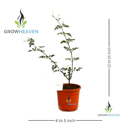Image of live plants (CHMELI)