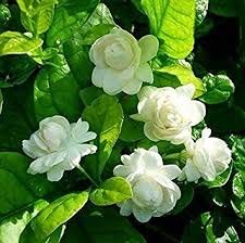 See full amazon price history chart for EaglesFord Rare Imported Arabian Jasmine White Flower (Variety of Jasmine) 1 Live Healthy Plant EaglesFord Rare Imported Arabian Jasmine White Flower (Variety of Jasmine) 1 Live Healthy Plant (B07XYBG9RS) Amazon Price History, Amazon Price Tracker