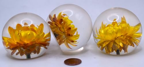 Image of 60mm Real Golden Everlasting Daisy Strawflower in Clear Lucite Resin Ball April Birth Month Flower Anniversary Wedding Engagement Valentine Mother's Day Gift Botanist Paperweight Display Collection