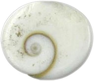 White Gomti Chakra Natural Standard