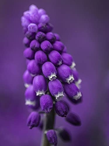 Ritz Farming Muscari, Muskari flower bulbs for home gardening | grape hyacinth, Muscari Imported Veriety flower bulbs combo pack for Garden & Outdoors (PACK OF 2, Dark Blue)