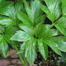 New Fresh 70pcs Ashitaba Plant Seeds Generic