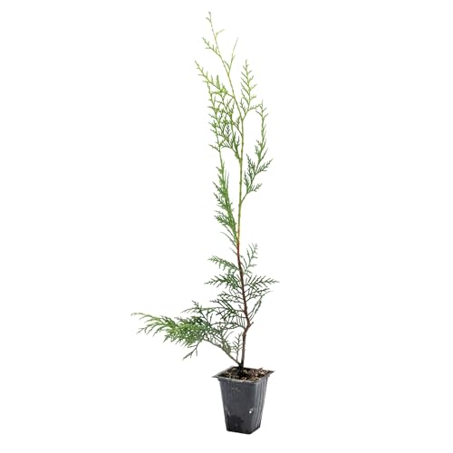 1 Murray Leyland Cypress in 3.5” Nursery Cubes (Cupressocyparis leylandii ‘Murrayii’) | Fast-Growing Evergreen Conifer Tree for Privacy Screens, Windbreaks & Borders | Ready-to-Plant