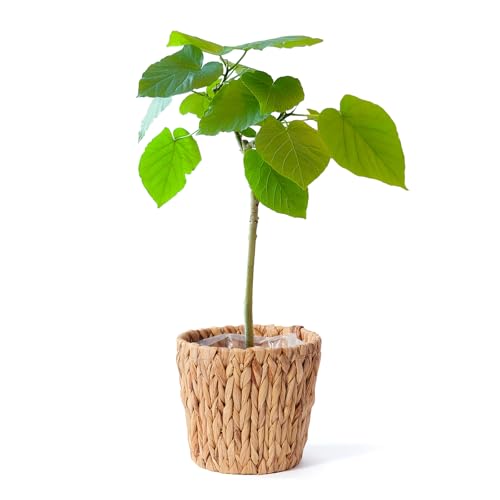 bloomee(u[~[) Ex[^ ϗtA (5 ҂ݍ݃oXPbg Jo[ t) { ^ p  (^Abv C )  CeA (Mtg v[g j) S҂łĂ₷