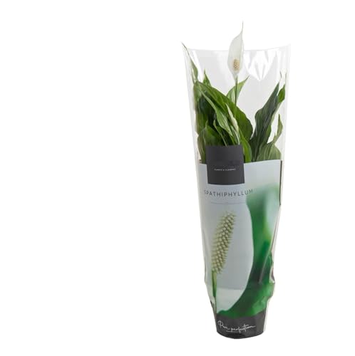 Spathiphyllum Chopin DECOALIVE Planta de Interior Natural para Decorar el Hogar Lirio de la Paz o Espatifilo