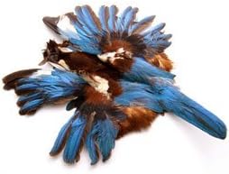 Amazon 装飾 ディスプレイ カマタック 装飾用の羽根 カワセミ アオショウビン乾皮 羽分 ブルー 正規品 フェザー 羽 羽根 おもちゃ おもちゃ