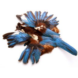 Amazon.co.jp: 装飾 ディスプレイ【カマタック】装飾用の羽根 カワセミ