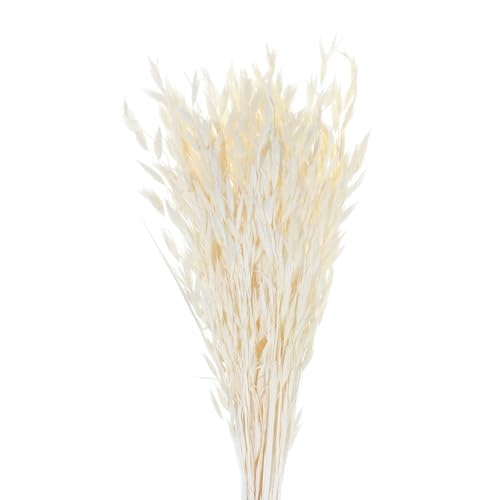 Hierba Pampas Grande 25 Piezas Natural Seco Decoración