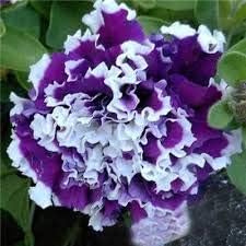 Semillas de petunia dobles frescas de 100 piezas para plantar azul