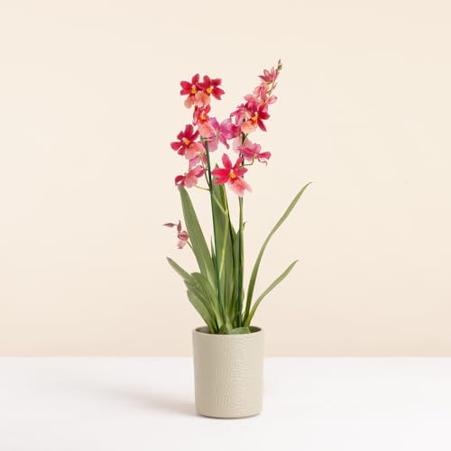 Fleurs et Délices - Orchidée Cambria Nelly isler - Plante d'intérieur - Sans cache-pot - Décoration d'intérieur - Cadeau Fleuri - Fabrication Française...