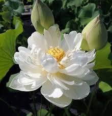 Image of ZXXYANBI All Time Beautiful Big Hybrid (Snow White) Lotus Tuber, Root Flower Plant, Tree Granted Blooming 30 Days, Mild, sweet fragrance Flower, 1 Healthy Fresh Tuber For Home Garden