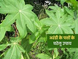 KD_CASTOR_LEAVES, Castor Leaves, Fresh, Organic, 100g, For Home Remedies & Health (B0D41PTHMF) Amazon Price History, Amazon Price Tracker