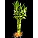 10 Stalks of 8 Inches Spiral Lucky Bamboo