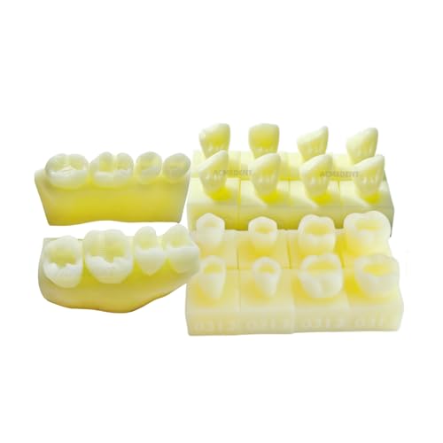 Dentist Practise Dental Caries Decay Teeth Model Dentist Template Anterior Molar Student Composite Resin Restoration Exam Tool (EachX1,total 3 sets)