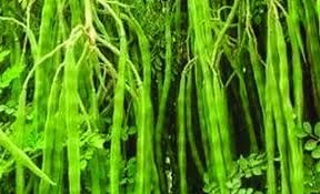 pkm1 drumstick seeds | Seeds for drumstick pkm1 | 35 Seeds-picture-23