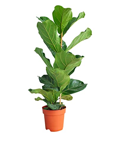 PLNTS - Ficus Lyrata (Figuier) - Plante verte - Plante d'intérieur en 21 cm Pot - Hauteur 110 cm