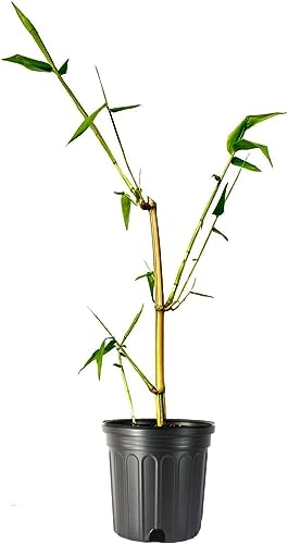 Golden Hawaiian Bamboo | 1 Live Plant | Bambusa Vulgaris Vittata | Beautiful Rare Unique Specimen |...
