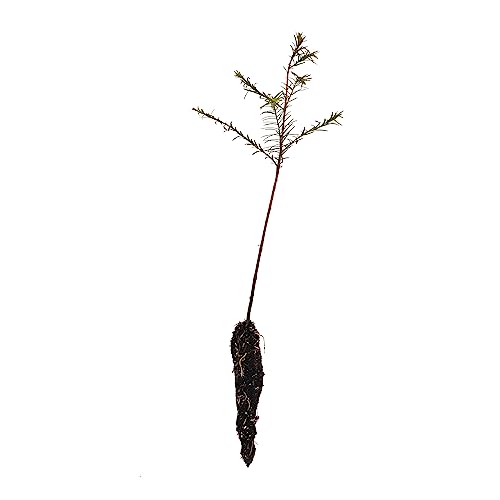Baldcypress | Small Tree Seedling | The Jonsteen Company