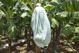 Crop Protection Cover Banana Bunch Tubing Cover 17 GSM (pack of 1) (400 m)