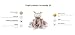 Steiff Ollie Eule Schmusetuch rosebraun-Creme 26 cm, Kuscheltier für Babys, Soft Cuddly Friends, weich & waschbar