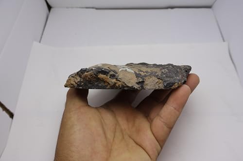 Image of Natural Orthoceras Fossil from Devonian Period Fossil from Morocco A311