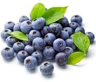 Generic 100 Pz Americana Gigante frutta Mirtillo Bonsai, Albero all'aperto Bonsai, pianta RARA Albero da frutto per la Semina giardino di casa, Germinazione 95%: 13: Only Seeds