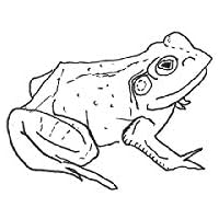 Bull Frogs Croon