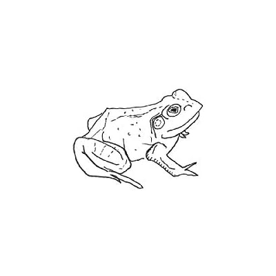 Bull Frogs Croon