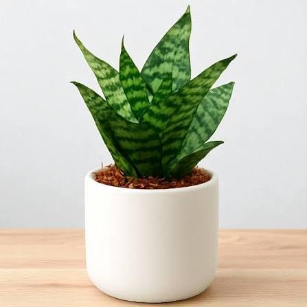 Dwarf Mini Snake Plant (Sansevieria) – Air Purifying Good Luck Indoor Plant | Low-Care, Oxygen Boosting, Feng Shui Lucky Plant | Ideal for Bedroom, Office, Home & Table Desk-image-4