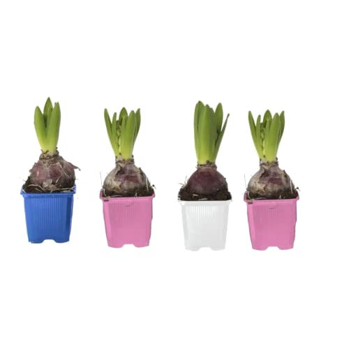 DECOALIVE Set de 4 Bulbos de Jacinto Hyacinthus Orientalis Flores de Colores