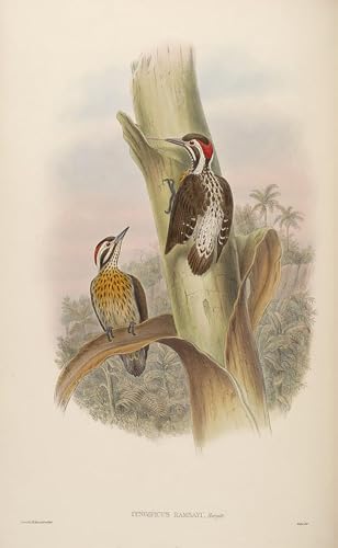 Tableau moderne oiseau de John Gould pour décoration de bureau élégante
