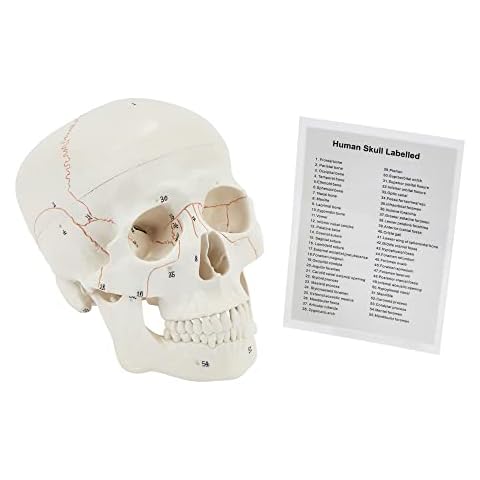 Human Skull | Anatomical 3-Part Medical Skull | Life-Size Adult Skull | Numbered Skull From 1-55 With Skull Guide Included | Medical Teaching & Educational Model | Perfect Medical Student Gifts Cover