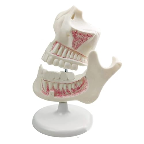 Modèle de dentition enfant avec dents de lait et permanentes AMITD pour enseignement - 2