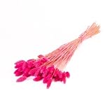 INNA-Glas Herbe à canari séchée BRAGILA en bouquet, rose, 50-75 cm, Ø 12 cm - Bouquet séché