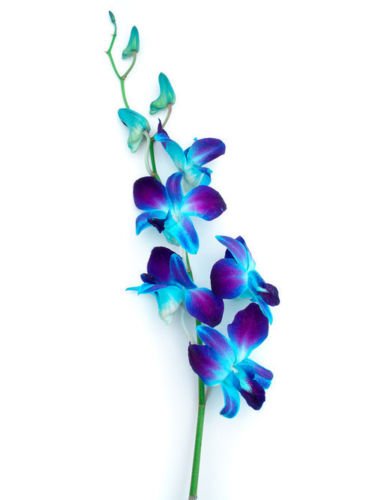 Premium Cut Blue Orchids (10 Stems Orchid With Vase) #TOP2
