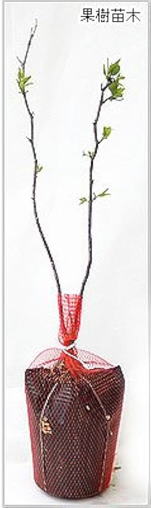 Amazon.co.jp: ナツメの苗木 1年生苗 12-13.5cmポット苗 なつめ : DIY