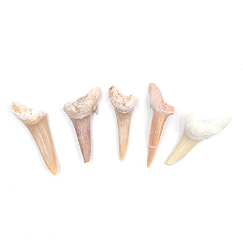 ANCLLO 5 Stück natürliche fossile Haifischzahn-Exemplare Natursteine für Bildung, Heimdekoration, Zähne, Fossilien, Kindergeschenk