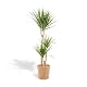 Luftreinigende Pflanze Dracaena Marginata XXL 120 cm mit Korb