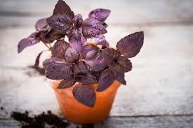 Sementes de Manjericão 100mg Ervas Temperos Molhos Horta Vasos