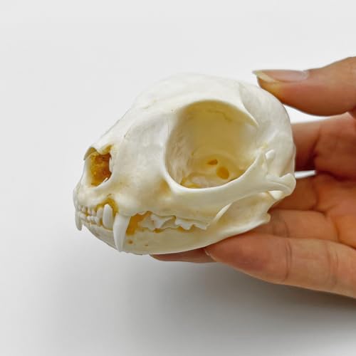 Image of Real Animal Bone Specimen Natural Taxidermy Feline Skull for Science Collection