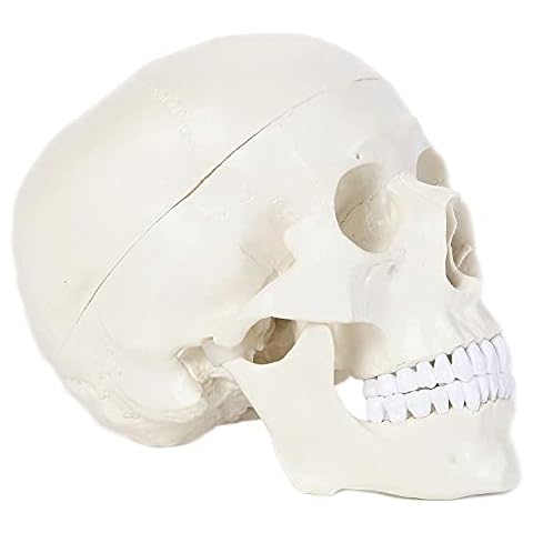 Alikeke Human Skull Anatomical Model, Human Anatomy Head Skeleton Model 4.5x3.5x3.5 in, Includes Full Set of Teeth, Removable Skull Cap and Articulated Mandible Cover