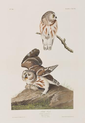 Pinturas de aves de John Audubon para decoración de salón