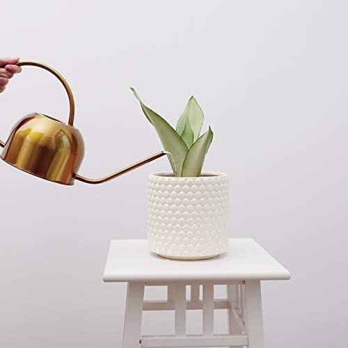 Potey Planters Pots For Plants Indoor 054307 6 Inch Ceramic Vintage Style Polka Dot Patterned Planters Bonsai Container With Drainage Hole For Plants Succulent Cactus(Plants Not Included) #TOP7