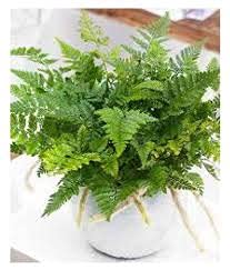 See full amazon price history chart for Royal Nature Rabbit Foot fern (Air Purifying Indoor plant) - 1 Royal Nature Rabbit Foot fern (Air Purifying Indoor plant) - 1 (B09CLNSR3H) Amazon Price History, Amazon Price Tracker