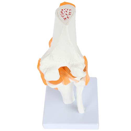 image for Axis Scientific Functional Knee Model - Anatomically Correct Knee Join