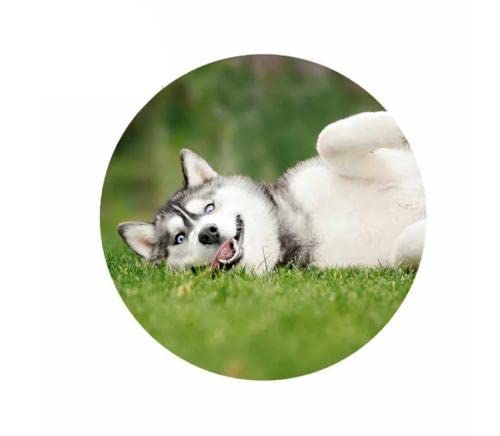 Adesivo per auto Husky, 15 cm (5,9 pollici), adesivo per auto Husky