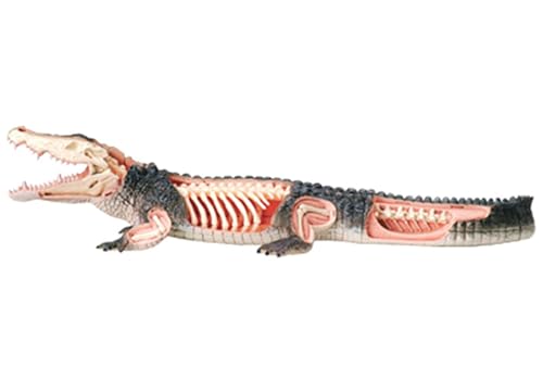Modèle d'anatomie crocodile AMITD pour cours de biologie