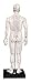 Male Acupuncture Model 20